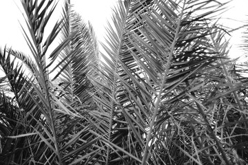 black and white Foliage palm tree leaves. Sunshine garden plant summer foliage prelaxing nature. 