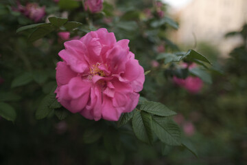 Cinematic film color. Summer time  garden, A flowering bush in full bloom sways gently in the wind. 
