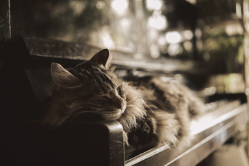 cat sleeps on vintage piano keys. Cinematic Сat on keys old play piano home, domestic cat. Funny fluffy kitty and music. Kurilian bobtail breed