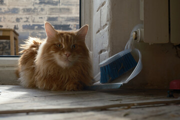 cinematic, house cleaning funny ginger red fluffy cat with broom scoop for cleaning up trash