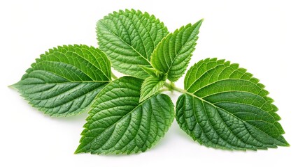 Vibrant Green Leaves Close-up Photography of Lush Foliage, Nature, Plant, Botany,Leaf Texture Leaf Photography, Green Leaf