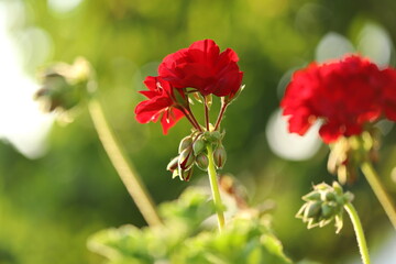 Zonal geranium close up (Pelargonium hortorum)