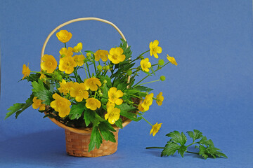  Bouquet of meadow buttercups in a small basket