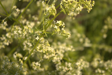 close up of yellow flowers
