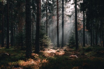 Misty forest floor bathed in sunlight