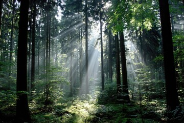 Sunlight streams through a misty forest (2)