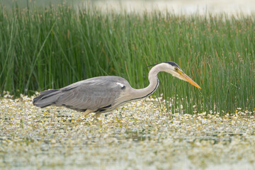 Grey heron - Ardea cinerea wading in water with white flowers. Photo from Calera y Chozas in Spain, Toledo Province. Ardea cinerea cinerea.