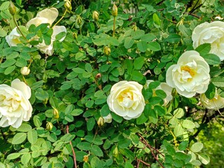 yellow roses in the garden