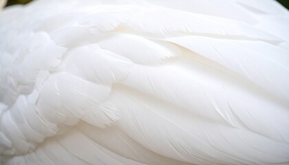 Wind-Swept Swan Neck