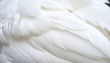 Swan Feathers Ruffled by Wind