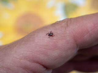 Obraz premium Tick on human skin, showing caution and concern, with bright sunflower background