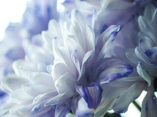 light lilac chrysanthemum flowers in a bouquet