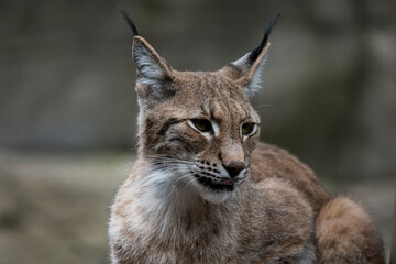 The Eurasian Lynx (Lynx lynx).