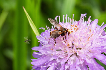 Gemeine Breitstirnblasenkopffliege (Sicus ferrugineus) auf der Blüte einer Witwenblume (Knautia)