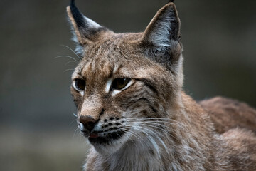 The Eurasian Lynx (Lynx lynx).