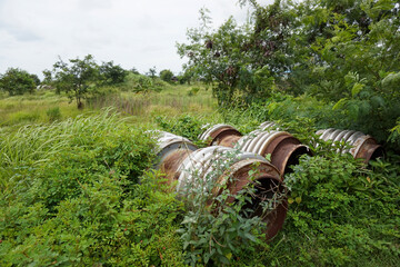 Weathered industrial pipes reclaimed by nature