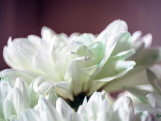 white chrysanthemum flowers in a bouquet