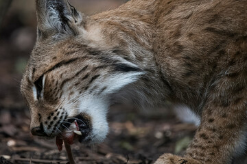 A Eurasian Lynx (Lynx lynx) feeding. 