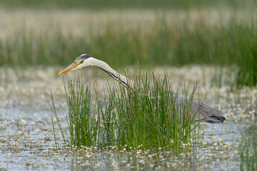 Grey heron - Ardea cinerea stalking prey in green grass. Photo from Calera y Chozas in Spain, Toledo Province. Ardea cinerea cinerea.