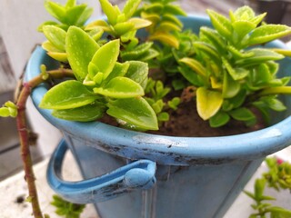 Aptenia cordifolia plant growing in the pot on the home terrace