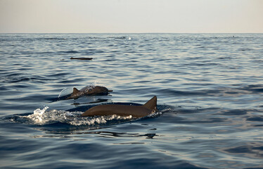 Fototapeta premium Delfines zipolite, oaxaca