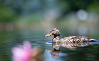 Young mallard duck swiming on the pond with lotus flower