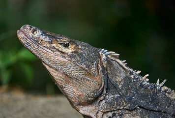 Iguana 