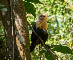 mono en costa rica