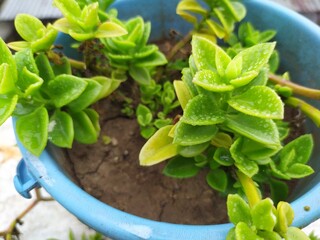 Aptenia cordifolia, also known as baby sun rose. It is a succulent with heart-shaped, glossy green leaves. 
