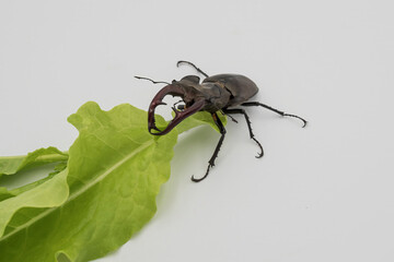 Detailed shot of a male stag beetle on a white background