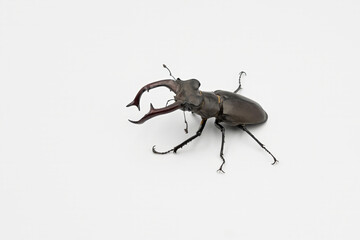 Detailed shot of a male stag beetle on a white background