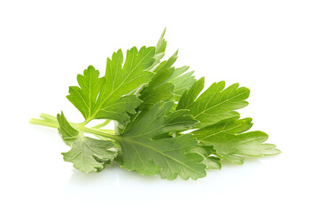 Parsley leaves on white background