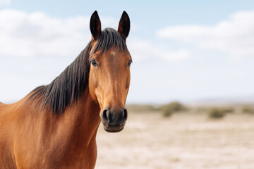 Obraz premium stunning portrait of horse with clean ultrabright background showcasing horses majestic features and expressive