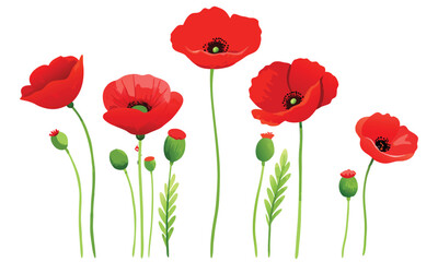 Vibrant Red Poppy Flowers & Buds Clipart - Mohnblume Floral Illustration