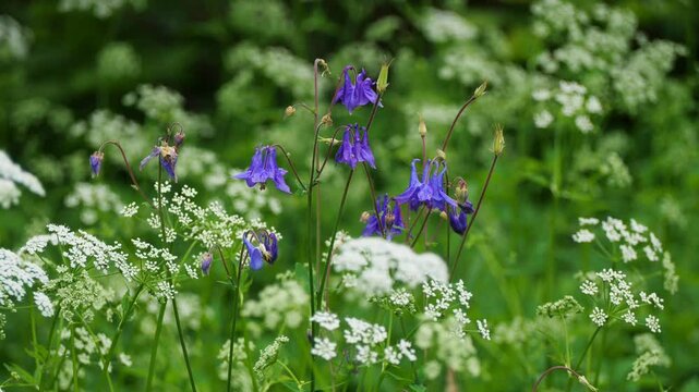 Blooming Wildflowers in Forest Meadow With Blue Columbines and White Blossoms on Green Background