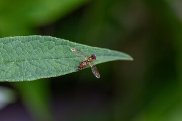 An eastern calligrapher fly (toxomerus geminatus) perched on a leaf.
