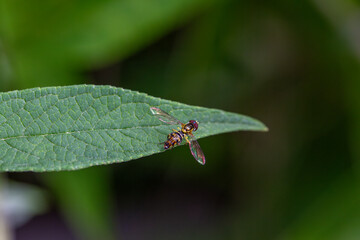 An eastern calligrapher fly (toxomerus geminatus) perched on a leaf.
