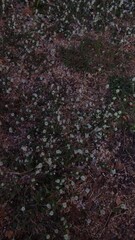 Flowers can be beautiful, but sometimes they can also be painful.