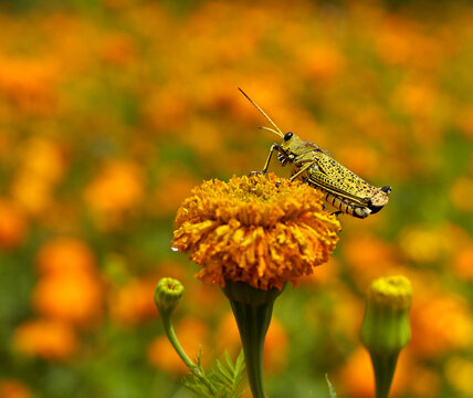flores de d&iacute;a de muertos y grillo