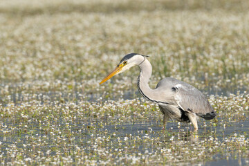 Grey heron - Ardea cinerea wading in water with white flowers. Photo from Calera y Chozas in Spain, Toledo Province. Ardea cinerea cinerea. Copy space on left.