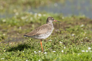 Common redshank or redshank - Tringa totanus staying in green grass. Photo from Calera y Chozas in Spain, Toledo Province.	