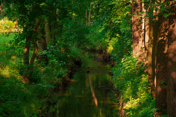 forest in the forest