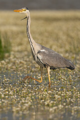 Grey heron - Ardea cinerea wading in water with white flowers. Photo from Calera y Chozas in Spain,...