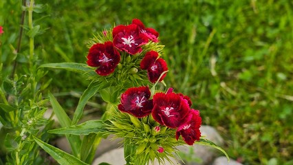 Dianthus barbatus, the sweet William, is a species of flowering plant in the family...