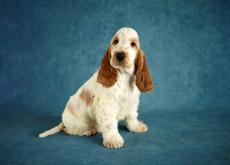 Portrait of an English Cocker Spaniel puppy. The dog is sitting. Color orange roan. Age 2 months.
