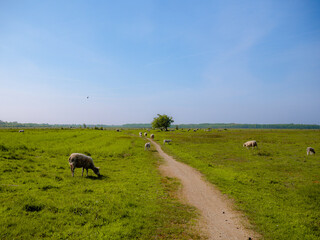 Sheep grazing on lush green grass under a vivid blue sky at Naturcenter Amager, Copenhagen. A peaceful rural landscape capturing nature&rsquo;s calm and open beauty.