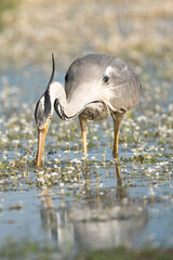 Grey heron - Ardea cinerea wading in water with white flowers. Photo from Calera y Chozas in Spain, Toledo Province. Ardea cinerea cinerea.