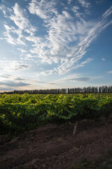 Serenity in vineyard landscape under dramatic sky in Mendoza, Argentina