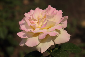 pink rose flower