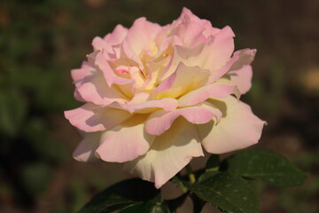 rose on the street 